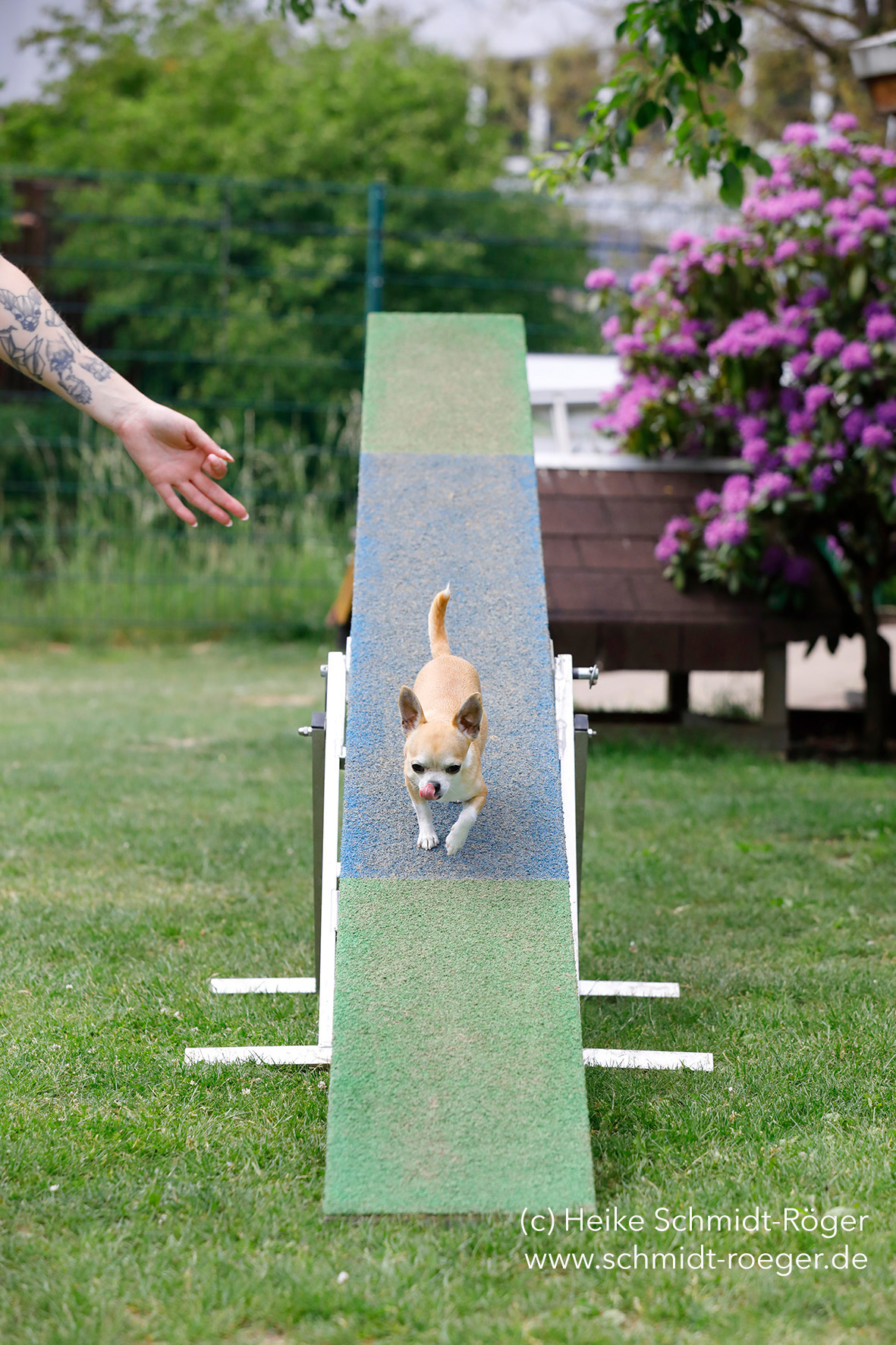 Nation of Dogs Dogs in Action / Hunde in Aktion